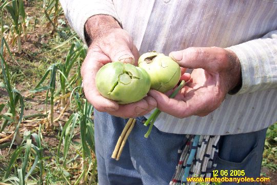 Pedregada a Banyoles