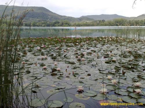 Nenúfars de l'estany de Banyoles